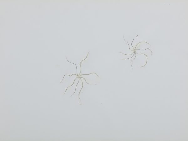 刘窗，野草集，2003