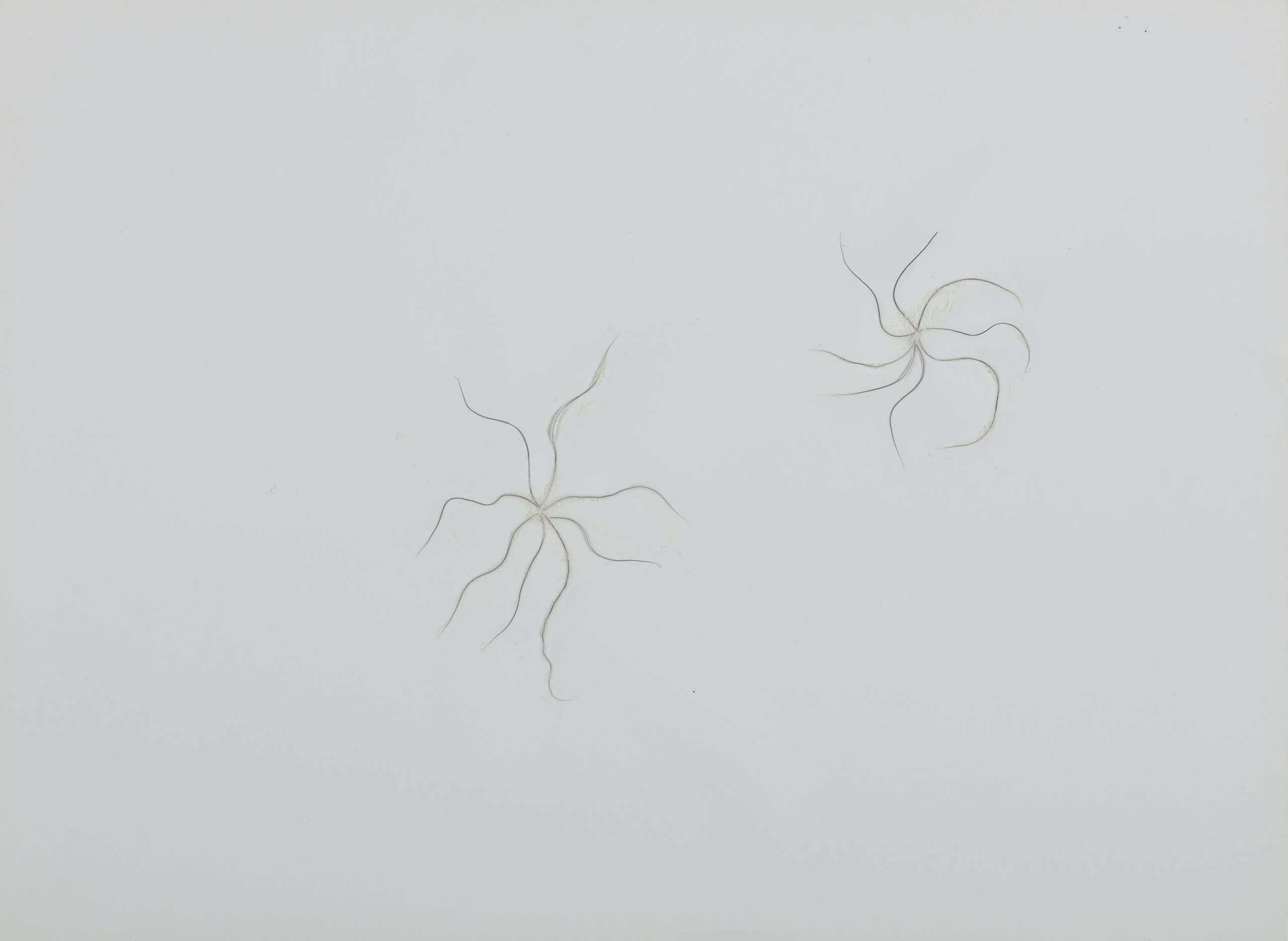 刘窗，野草集，2003