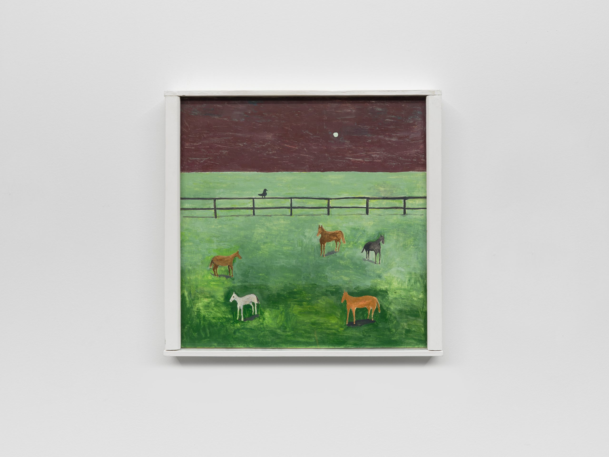 Noel McKenna, 5 horses in paddock, 2025